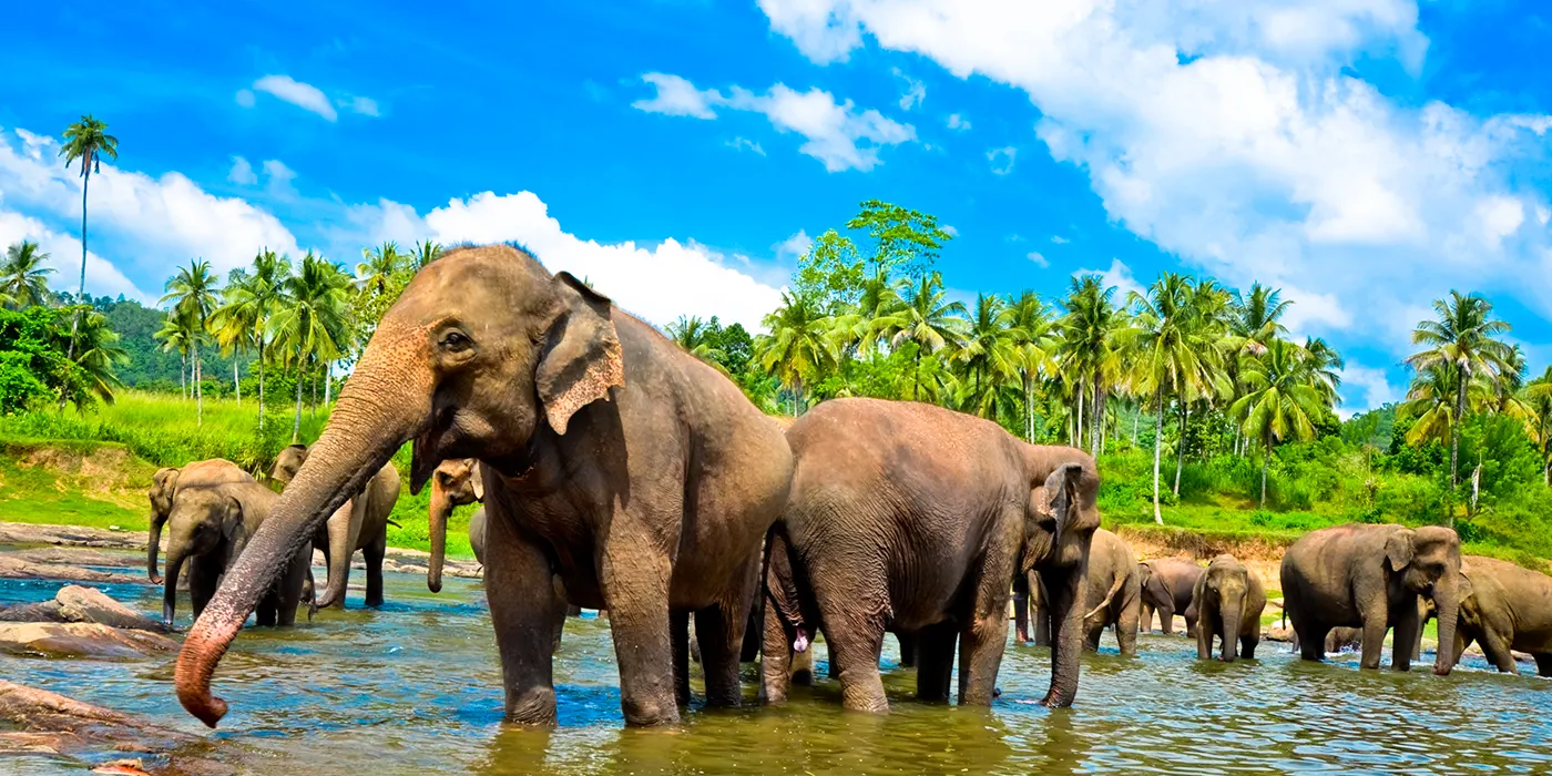 Lanka Holiday Experience the Best of Sri Lanka 2024 2025